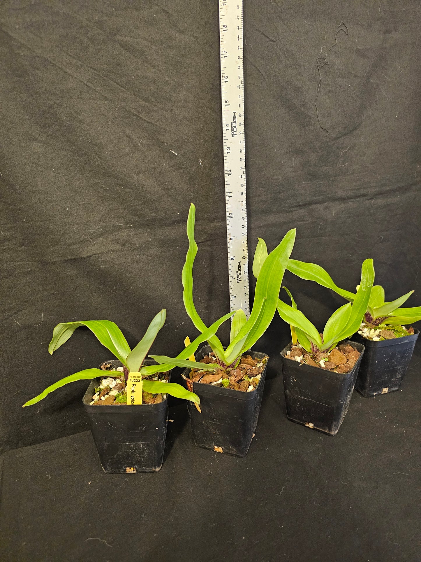 Paphiopedilum spicerianum. Beautiful blooming size orchid species.