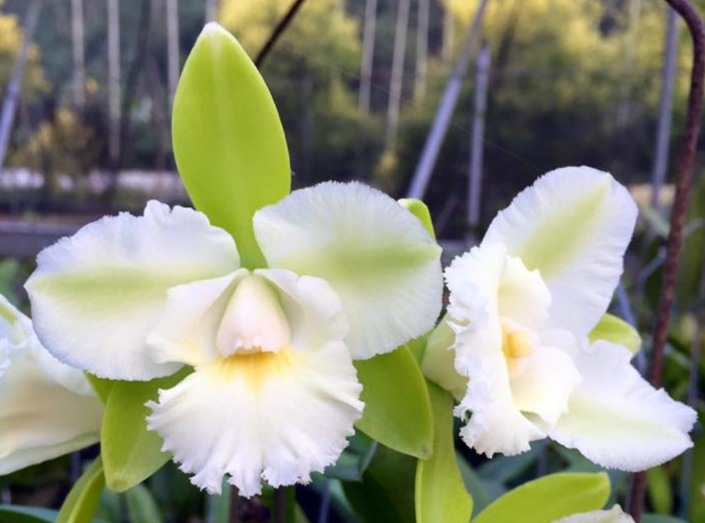 Epc Siam Jade 'Evo' Blooming size cattleya orchid clone. Beautiful and fragrant.