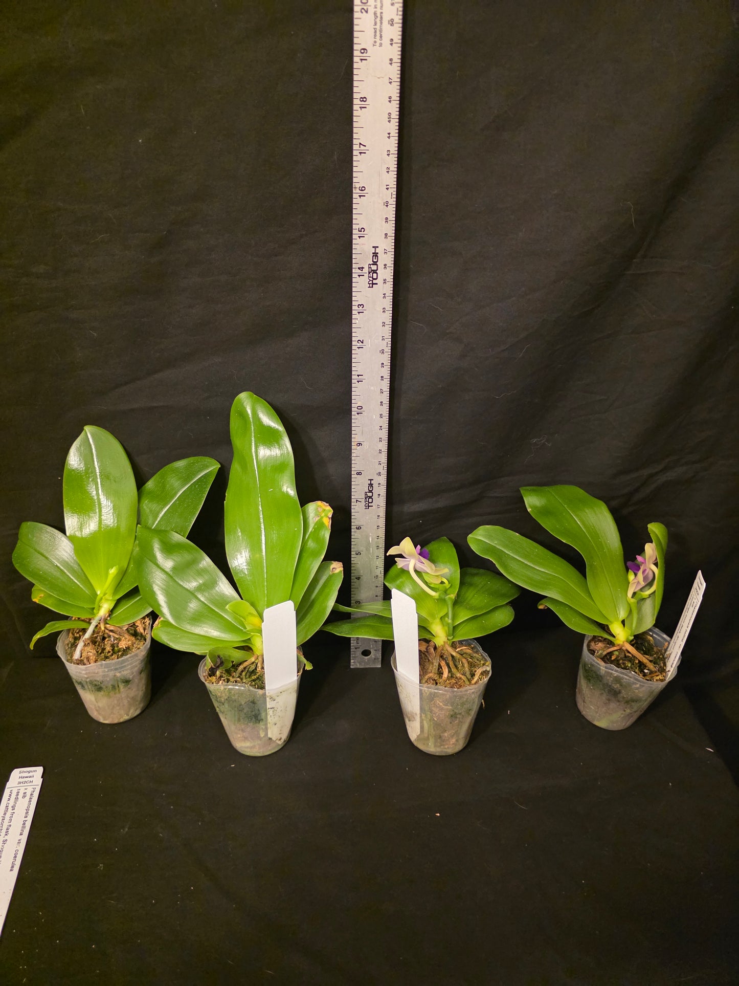 Phalaenopsis bellina var coerulea. Blooming size orchid species. Fragrant