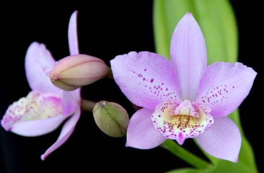 Bcn. Aka's Aloha 'Dream Dust' blooming size cattleya orchid clone. Beautiful fragrant blooms.