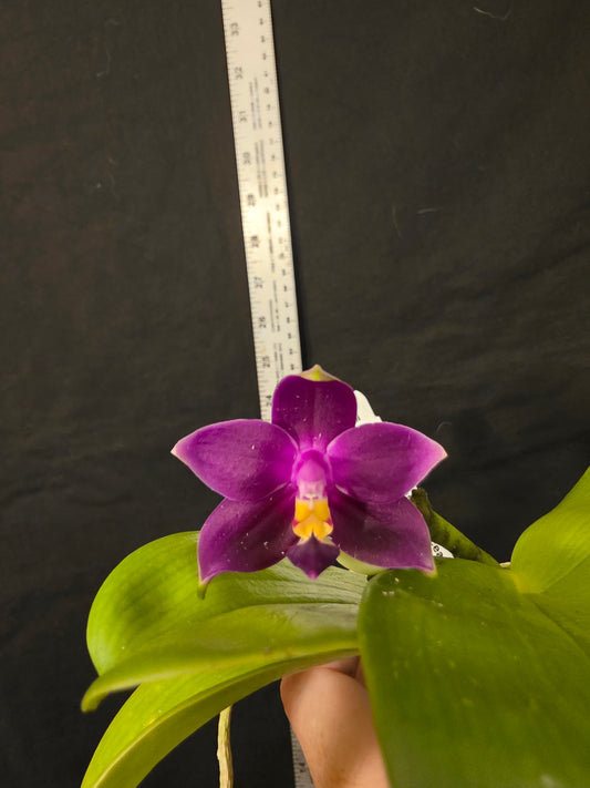 Phalaenopsis violacea v red x sib blooming size orchid species. Fragrant
