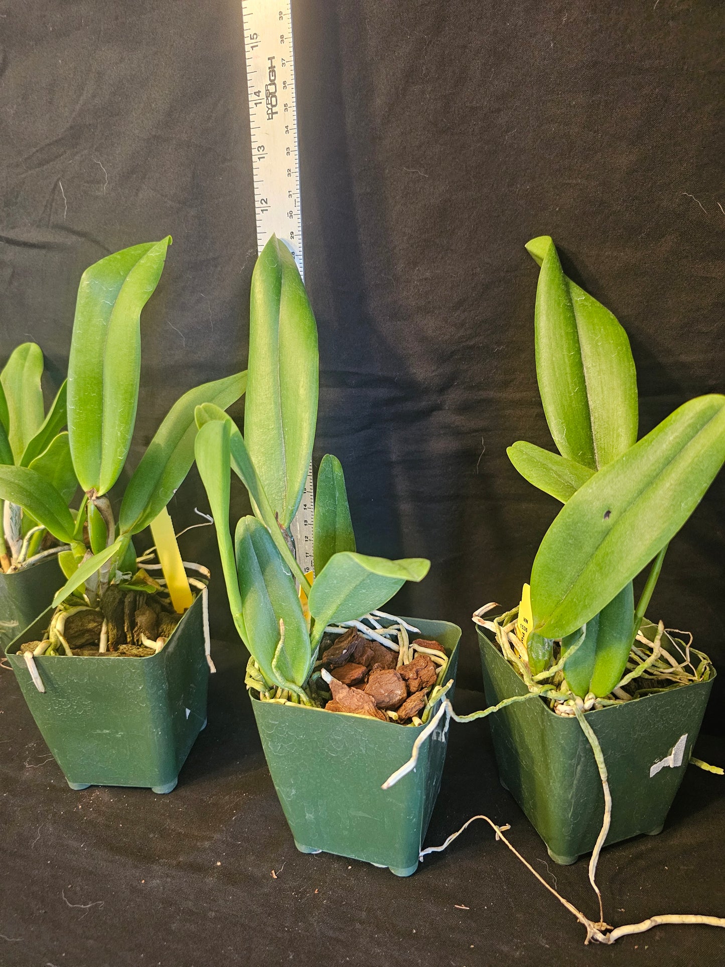 Rth Chief Sweet Orange 'Sweet Orange' (Cattlianthe Tutankamen × Rhyncholaeliocattleya Chyong Guu Chaffinch)