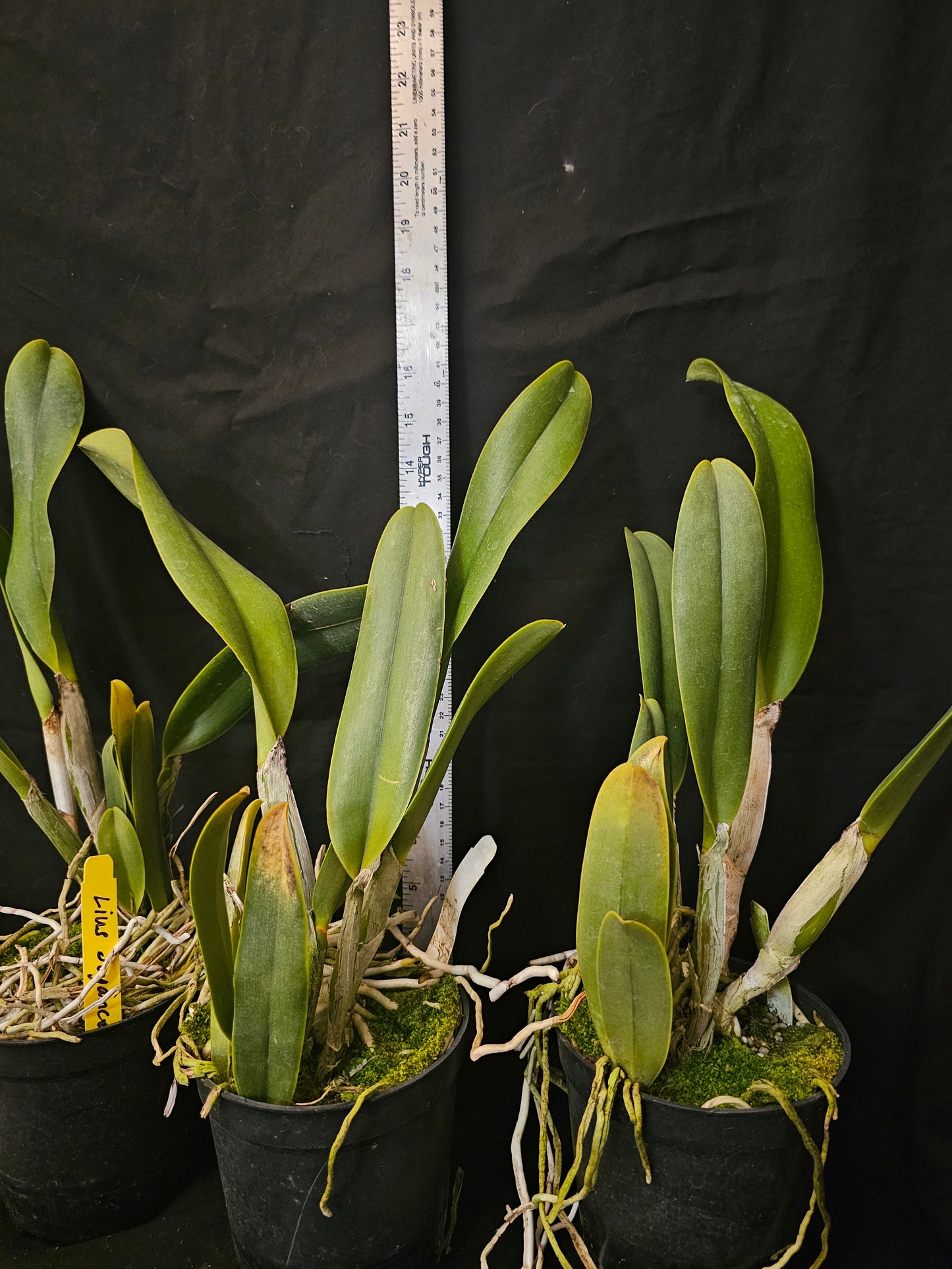 Rlc Liu's Joyance 'Great Horn' Blooming size cattleya orchid clone. Large fragrant yellow blooms.