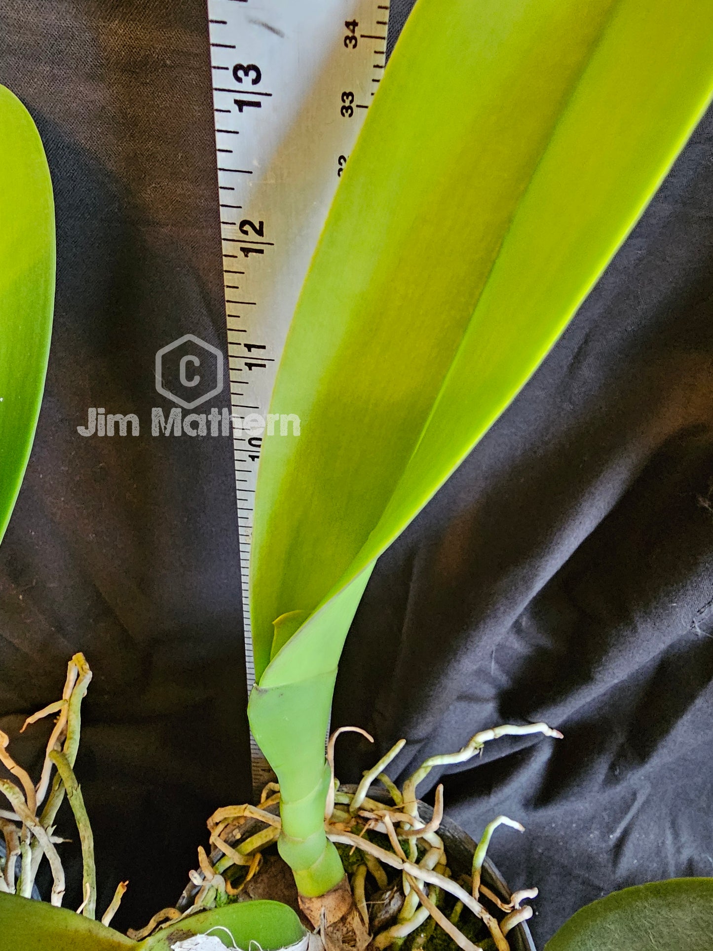 Rth Air Dream 'Pretty Girl' near blooming size cattleya orchid clone. Beautiful yellow and white blooms with a red lip.