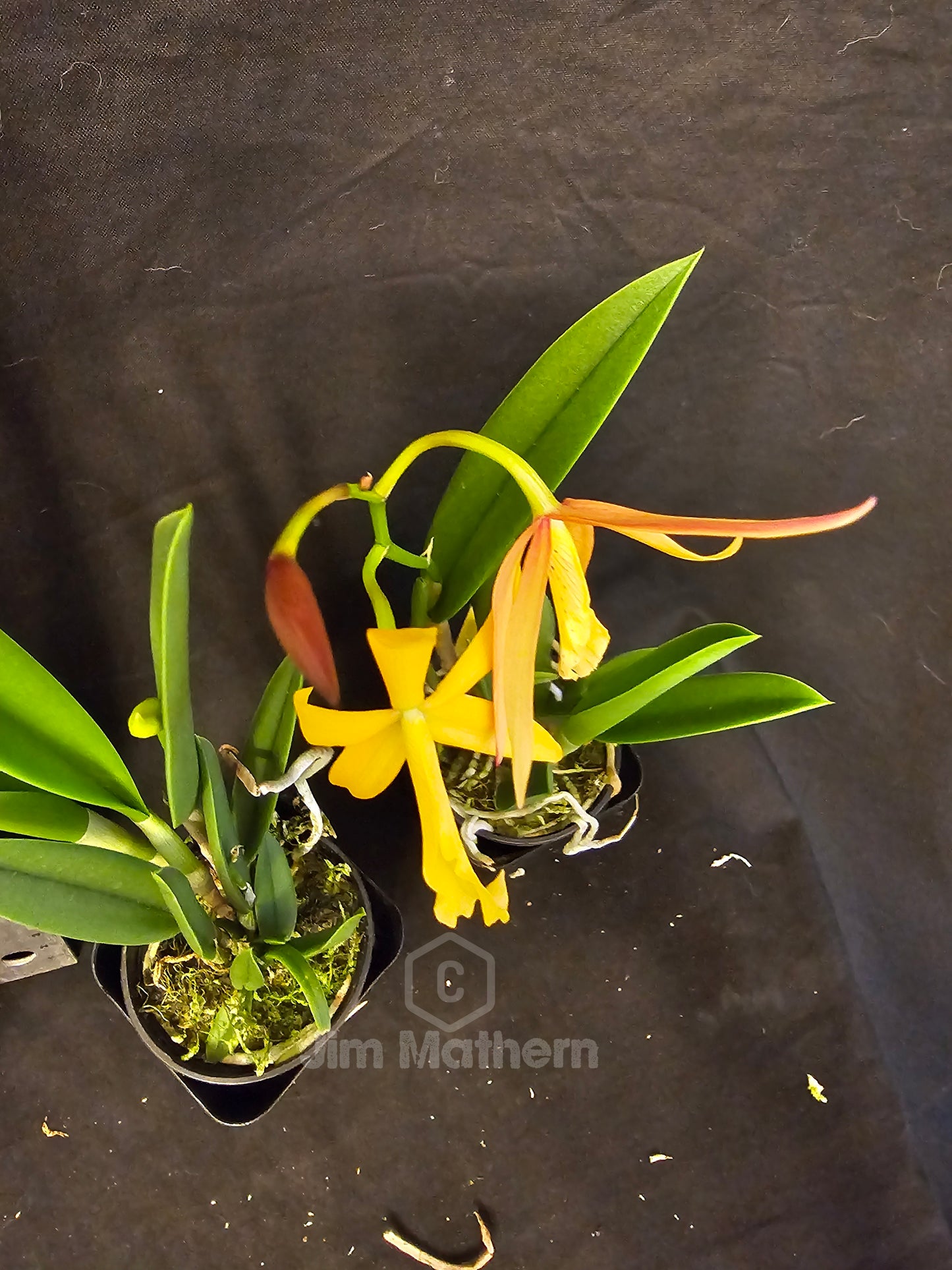 Bc Little Birds (Cattleya harmill x Brassavola nodosa) Blooming size brassavola cattleya orchid hybrid.