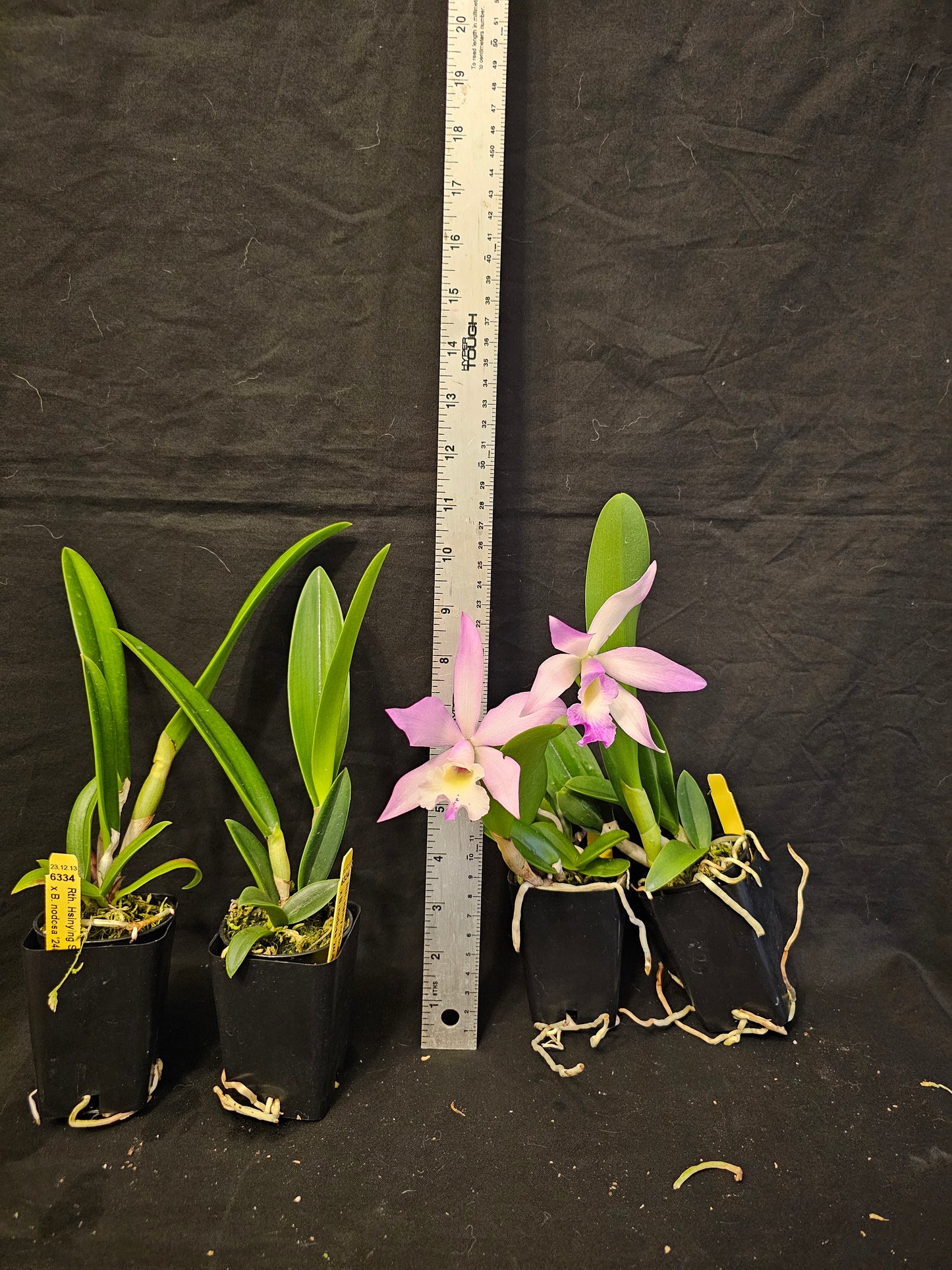 Rth Hsinying Starlight x Brassavola nodosa. Blooming size cattleya brassavola orchid hybrid. Seed grown plants