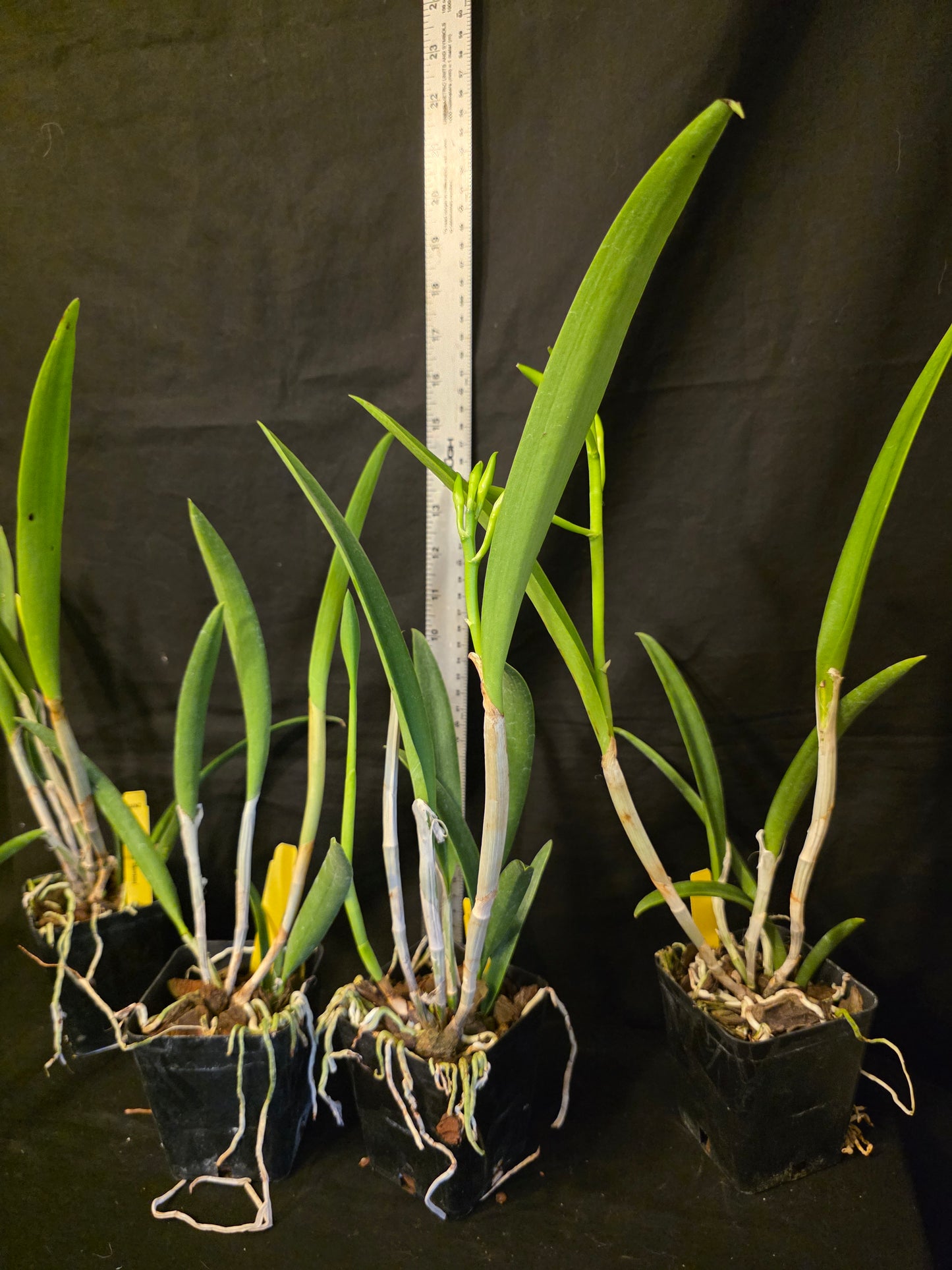 Rlc Everything Nice 'Showtime' blooming size brassavola cattleya orchid clone. Beautiful blooms