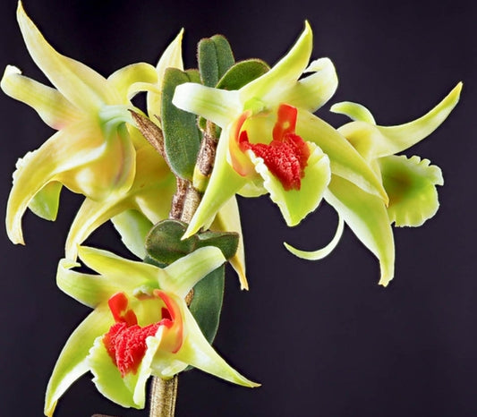 Dendrobium suzukii blooming size bare root plant. Dednrobium species