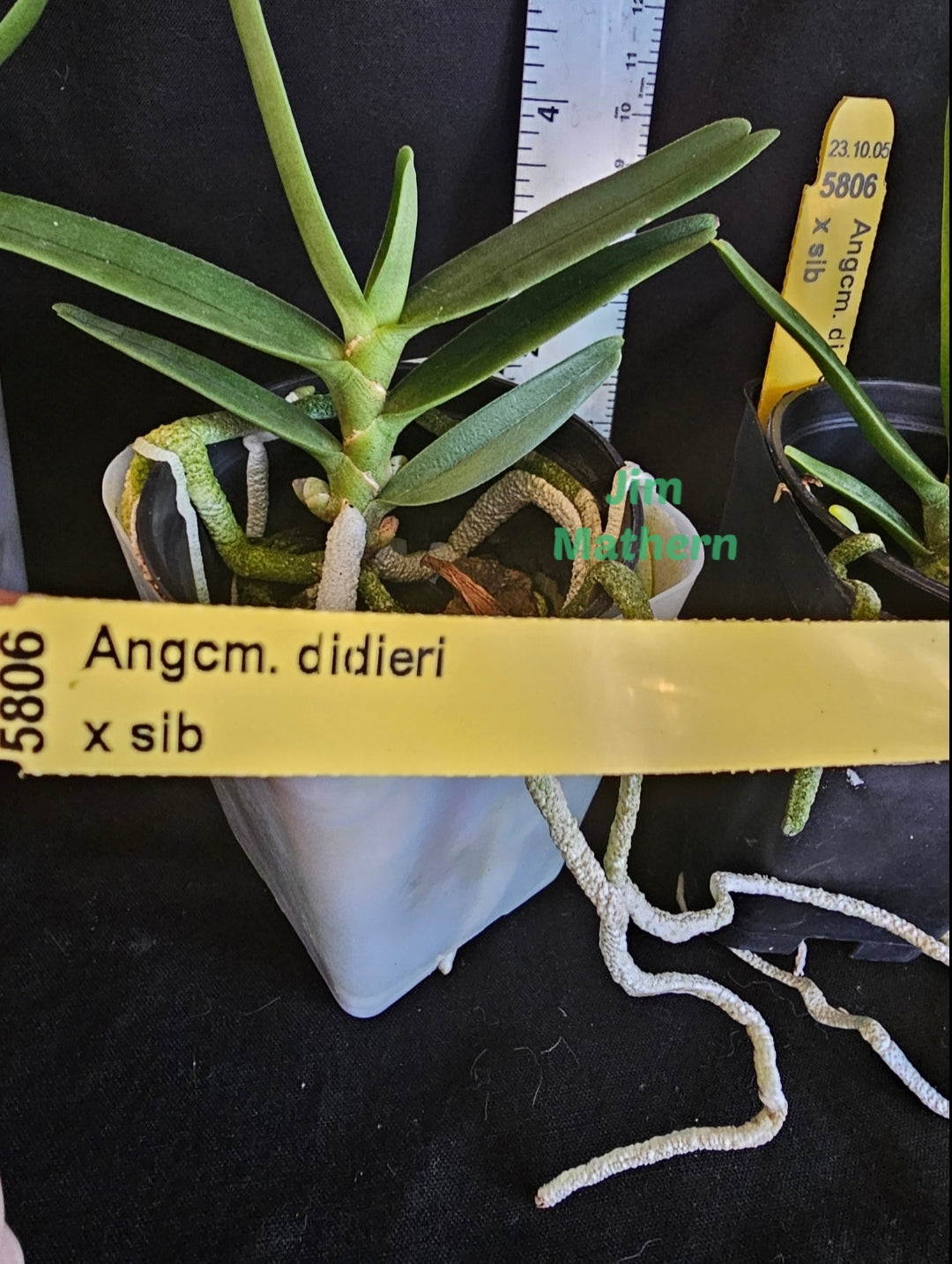 Angraecum didieri