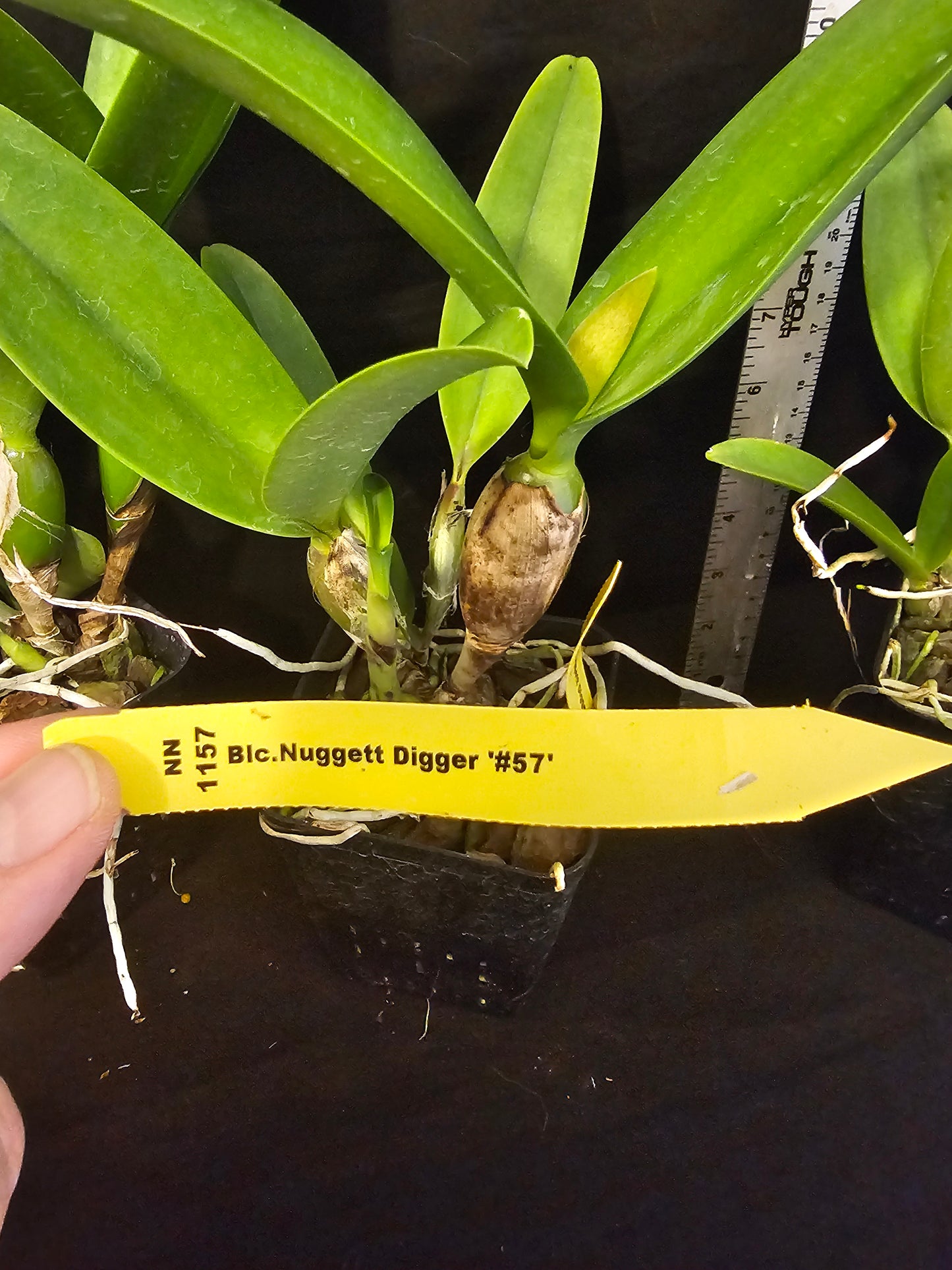 Rth Nuggett Digger '#57' blooming size cattleya orchid clone. Beautiful orange blooms