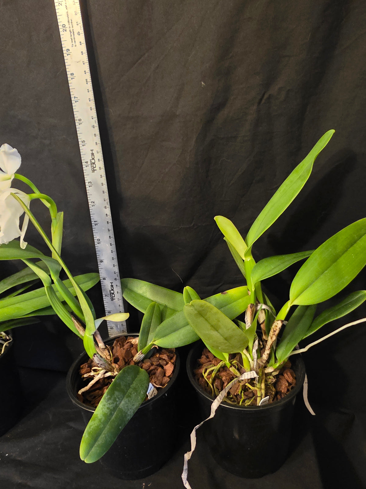 Cattleya jenmanii v alba x sib. Blooming size Cattleya orchid speices. Fragrant