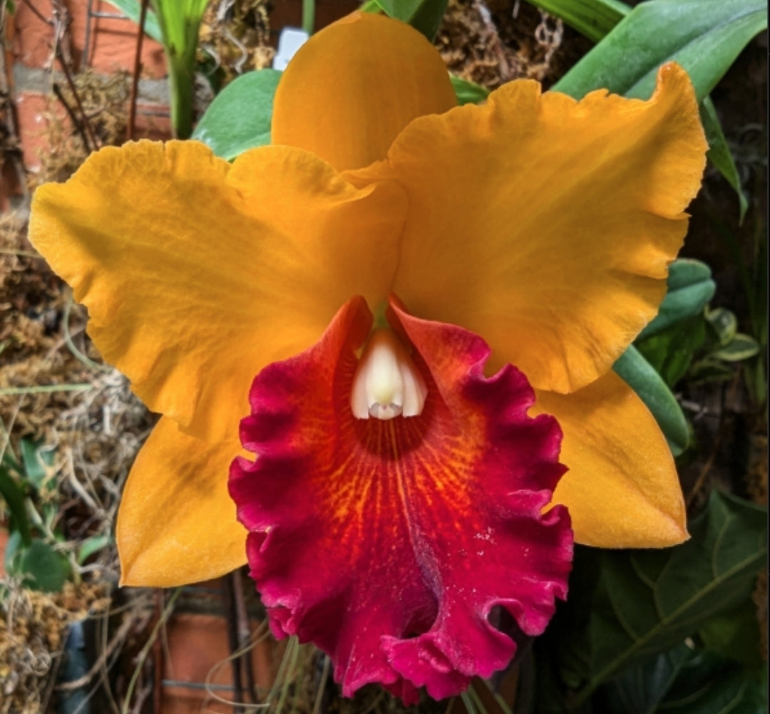 Rth. Hawaii Island Love (Rlc Chia Lin 'New City' x Pot Love Passion 'Island Romance' Blooming size Cattleya orchid hybrid.