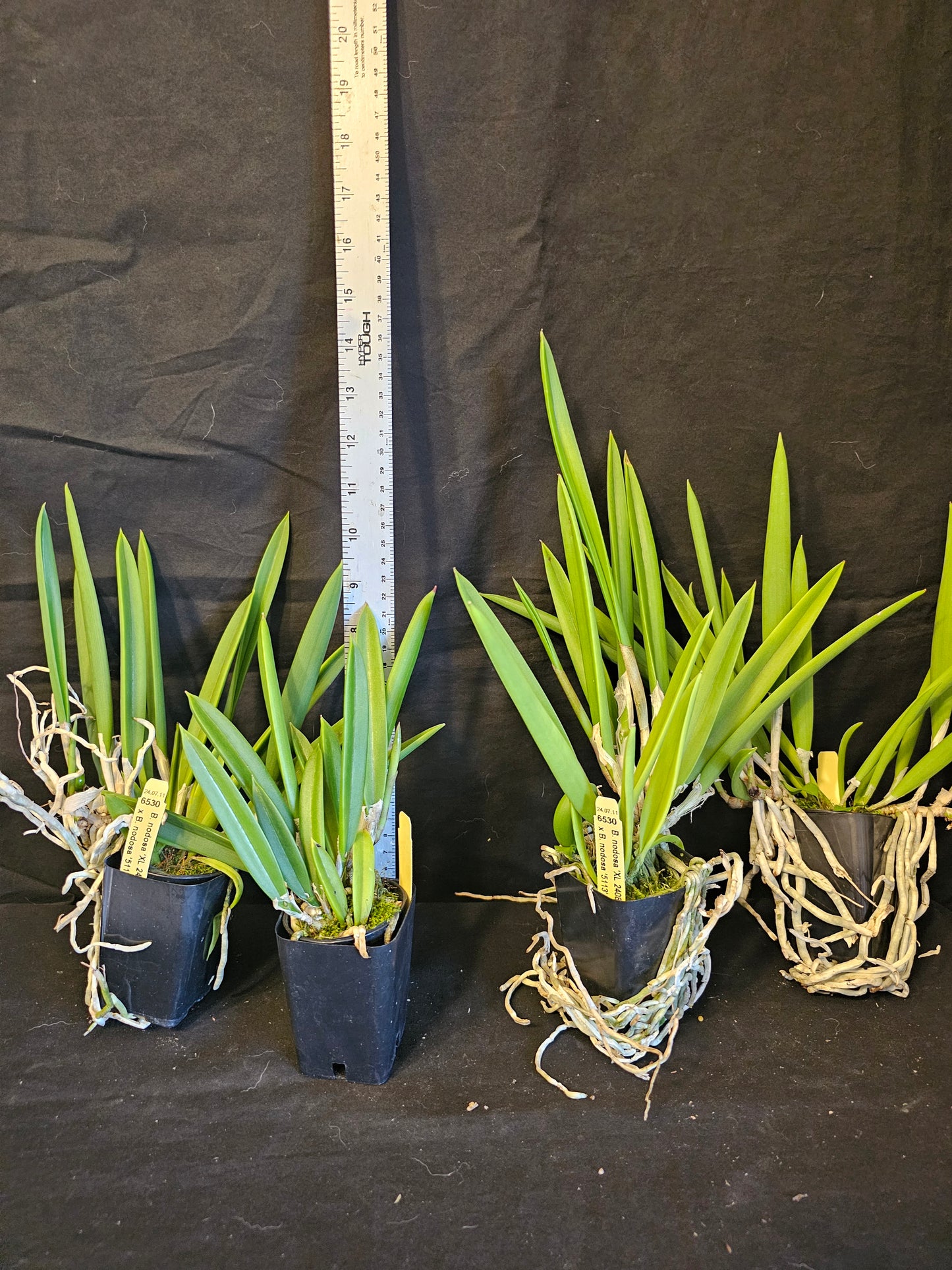 Brassavola nodosa, Blooming size orchid species. Lady of the night Highly fragrant at night