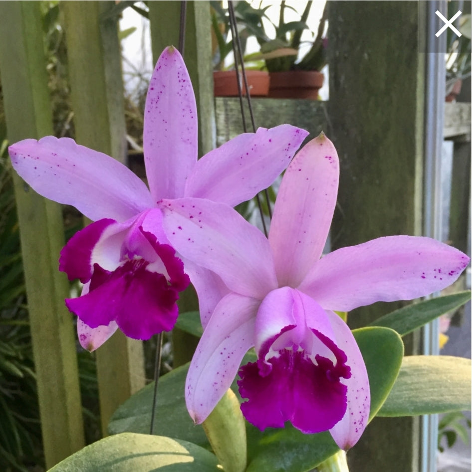 Cattleya intermedia var Orlata x sub. Near bloom size cattleya orchid species. ('Rio' x 'Hsinying')