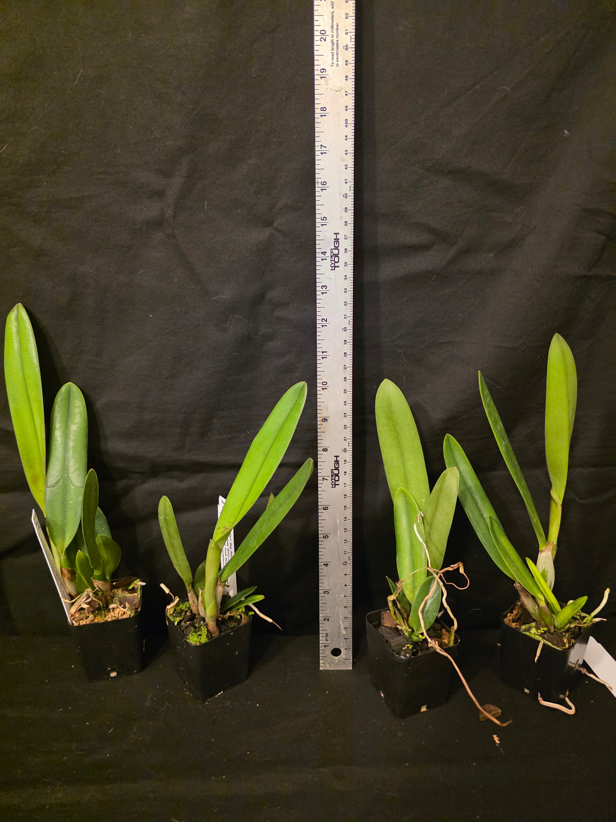 Cattleya Zip (L.milleri x C tenebrosa) Amazing Rarely seen hybrid.
