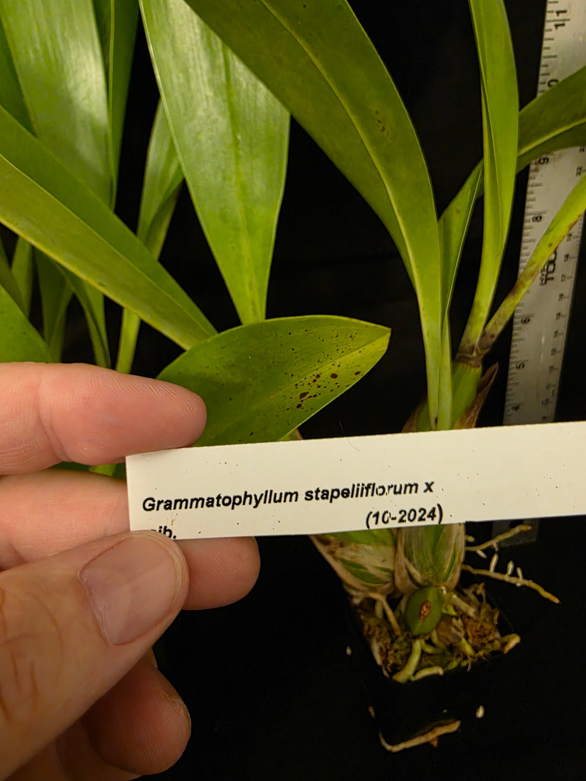 Grammatophyllum stapeliiflorum near blooming size rare orchid species