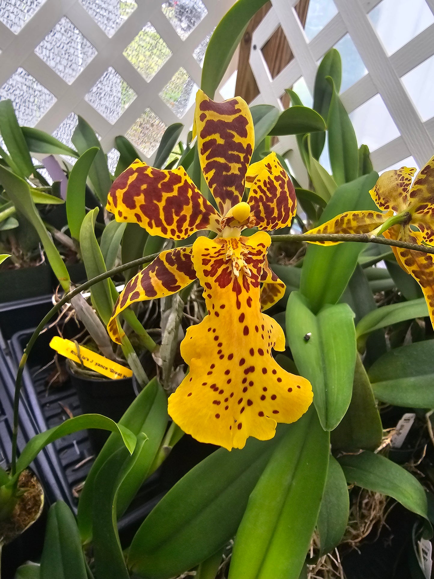 Alicera Hilo Ablaze 'Hilo Gold' AM/AOS Blooming size awarded intergeneric orchid clone