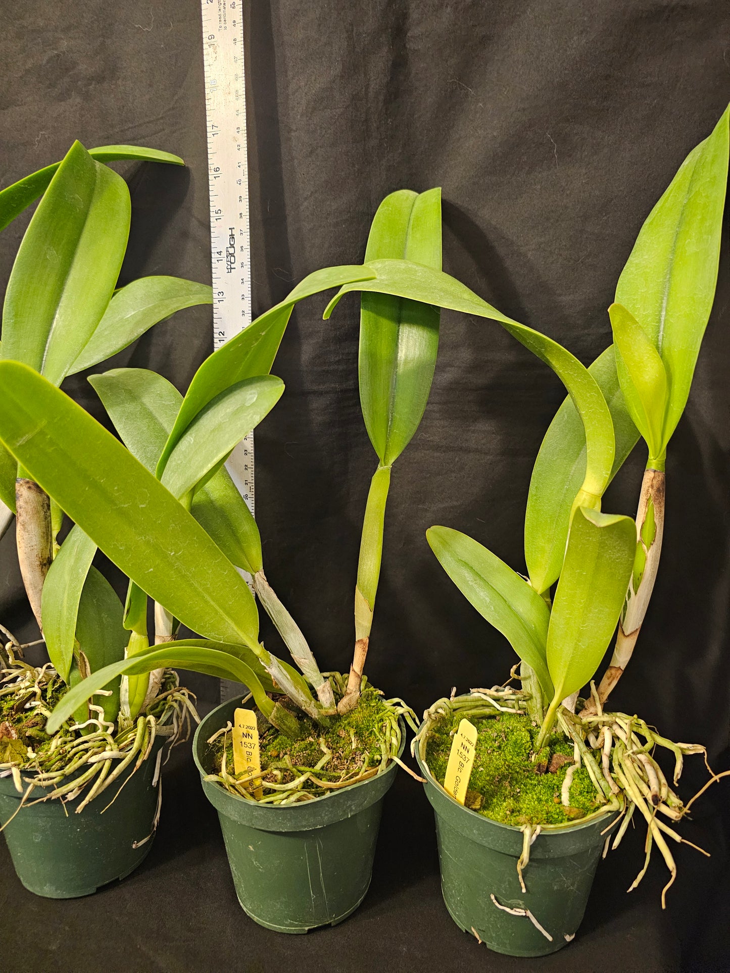 Rlc Goldenzelle x Hsinying Catherine, large blooming size cattleya orchid.