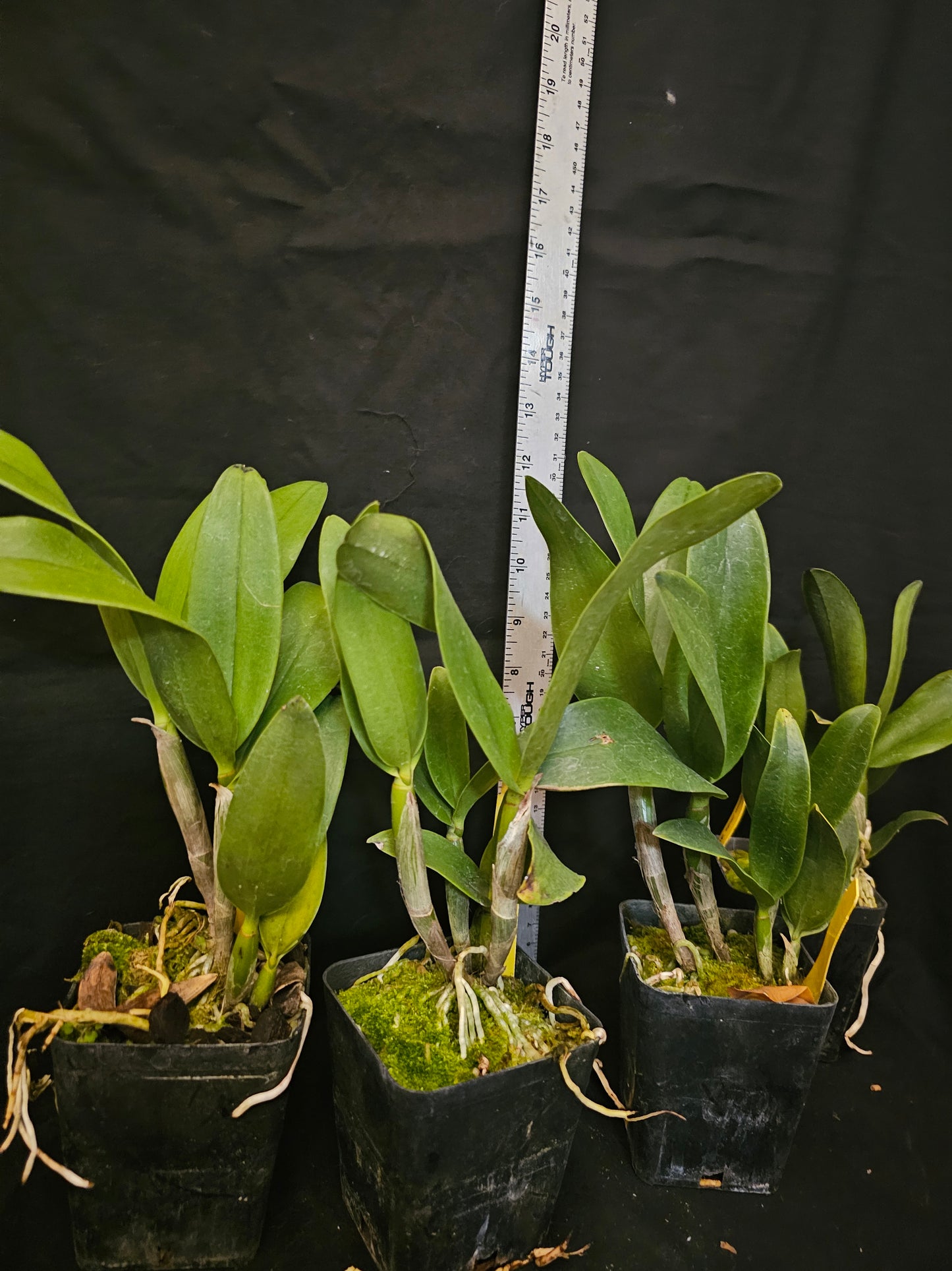 Epc Siam Jade 'Evo' Blooming size cattleya orchid clone. Beautiful and fragrant.