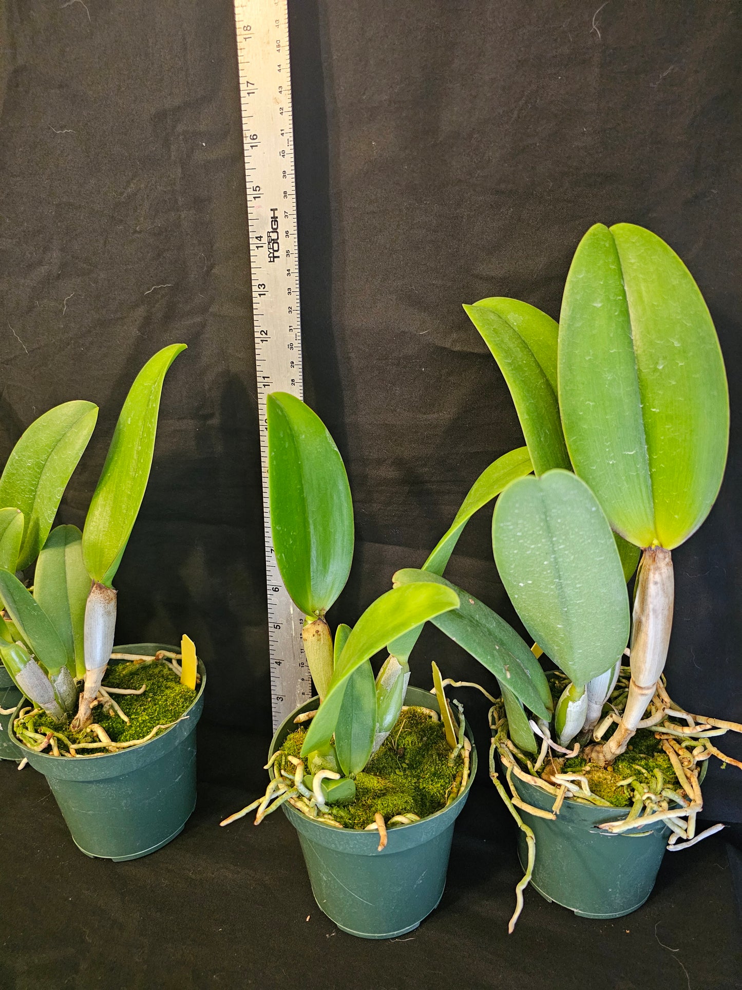 Chz. Hsinying Pink Doll 'Pink Doll' BM/TOGA. Blooming size awarded cattleya clone.