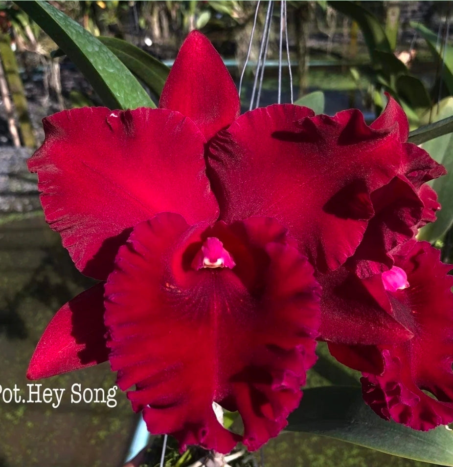 Rlc Hey Song 'Siam Thunder' non bloom size cattleya orchid. Read desc!!!!