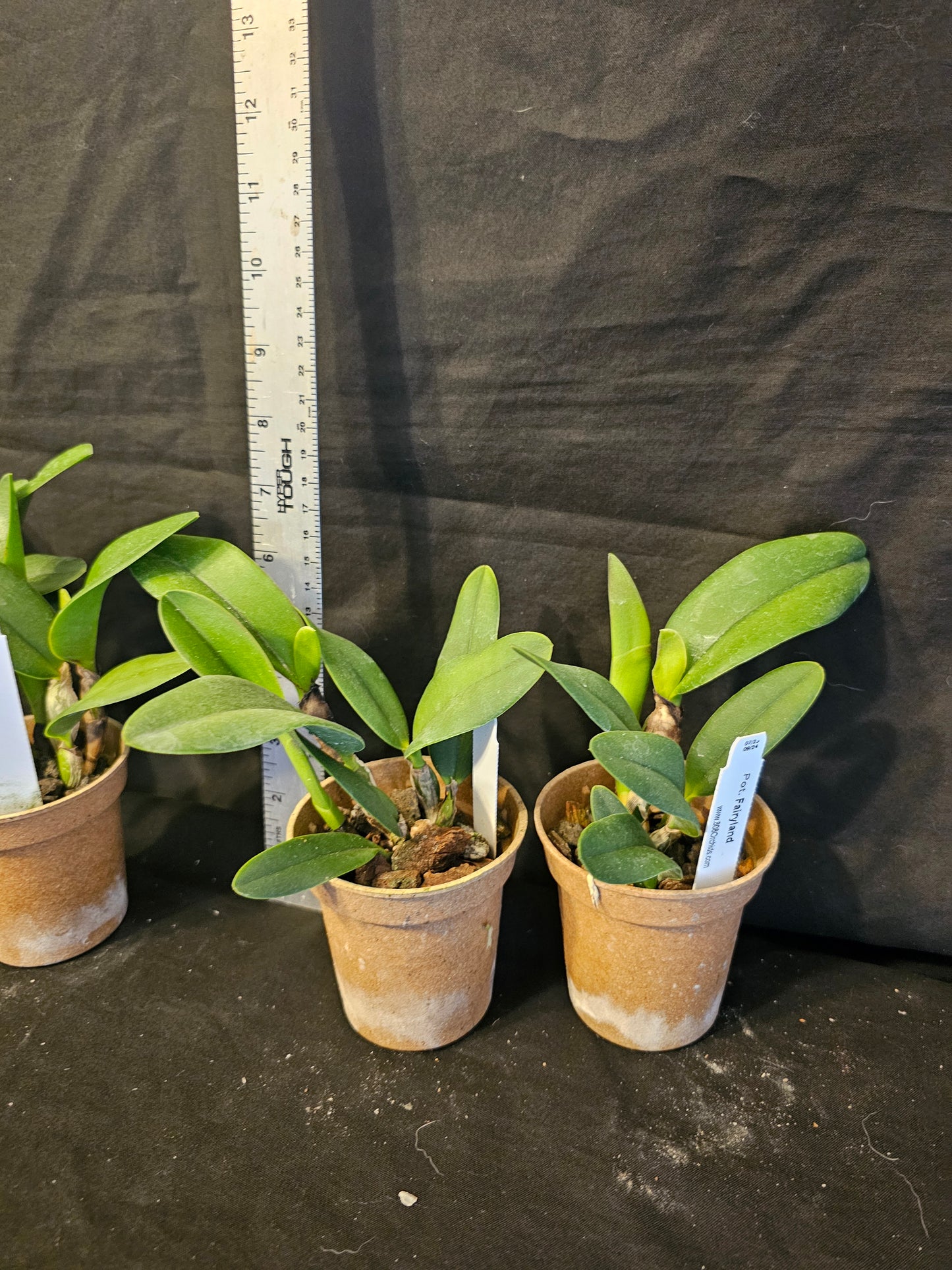 Pot Fairyland Blooming size compact growing cattleya orchid hybrid. Beautiful.