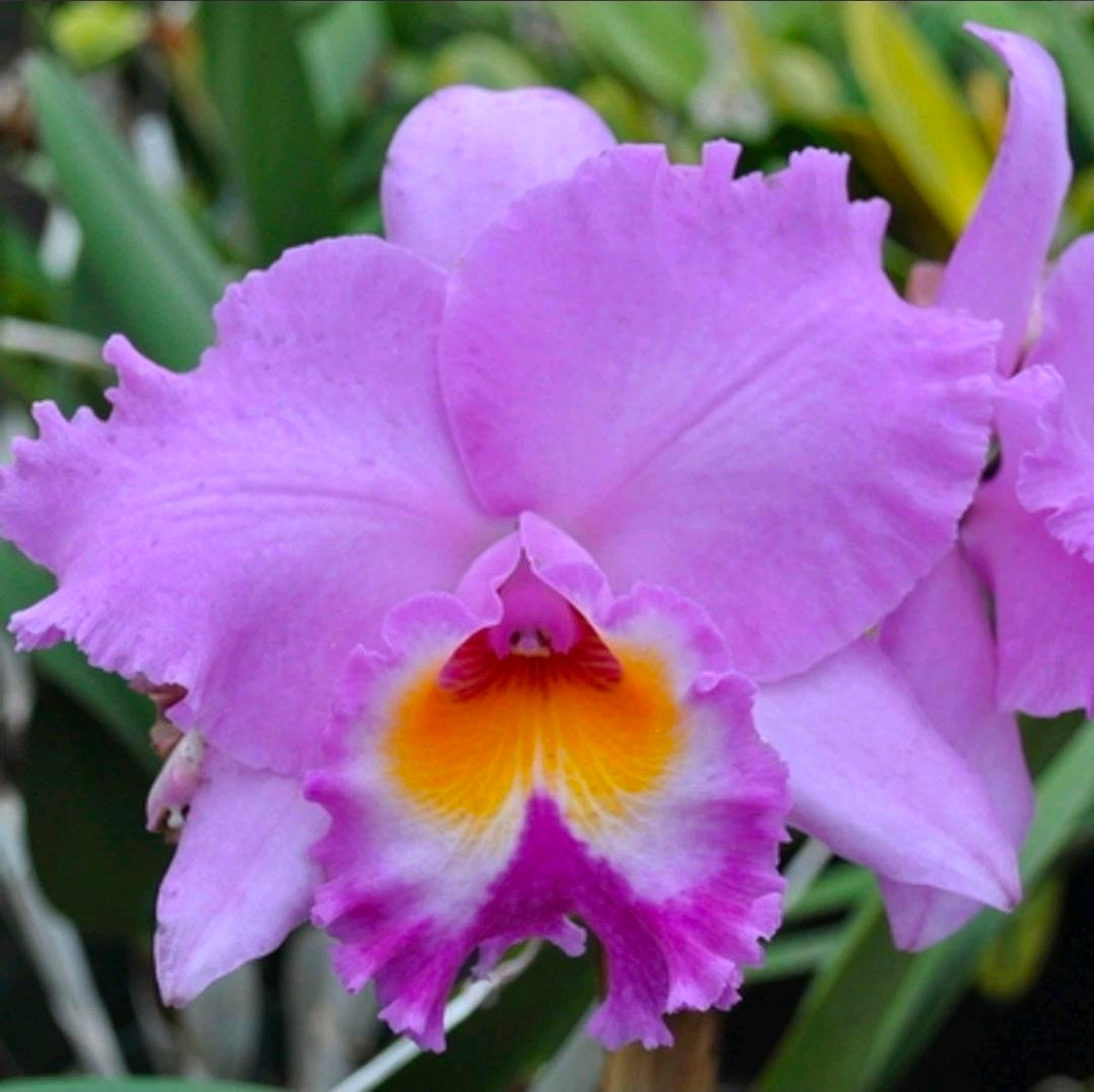 Rlc Volcano Spring 'Volcano Queen' blooming size cattleya orchid clone. Large fragrant pink blooms. 6" pots