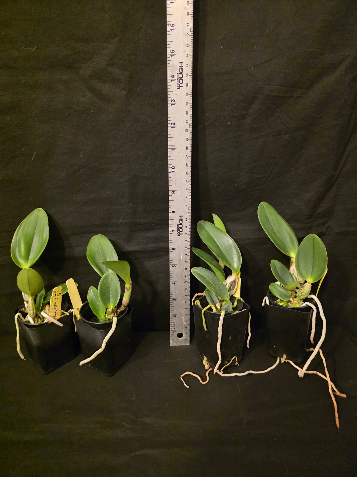 Cattleya walkeriana labeloide 'Flash' (trilabelo) blooming size cattleya orchid species. Rare