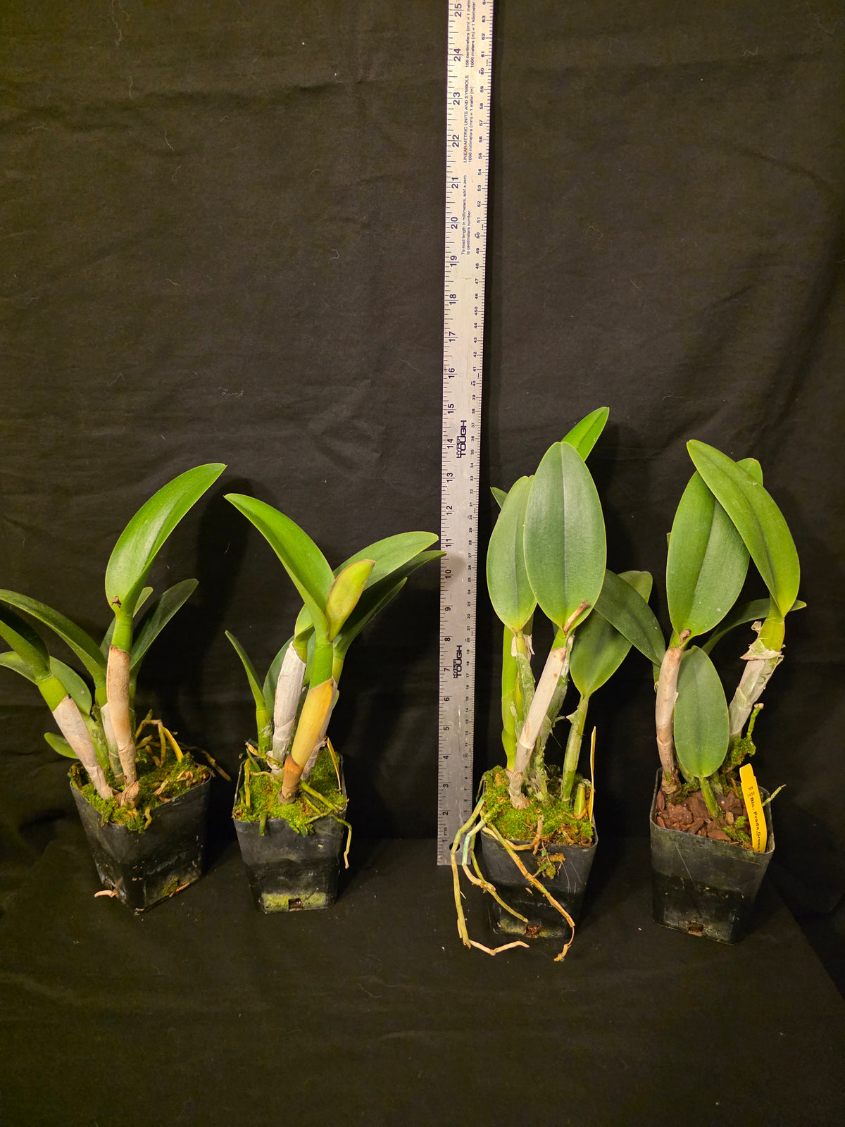 Rlc Prada Green Deluxe 'NN' near blooming size fragrant green cattleya clone.