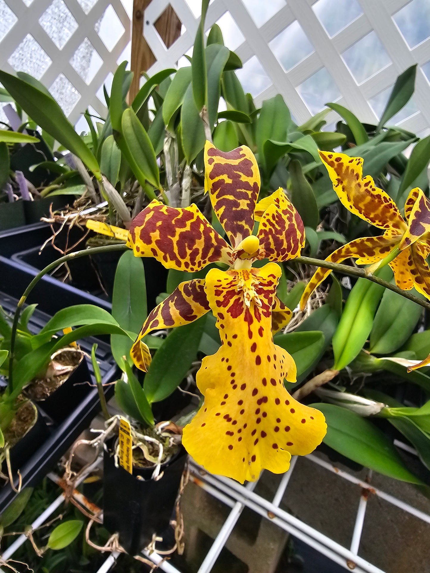 Alicera Hilo Ablaze 'Hilo Gold' AM/AOS Blooming size awarded intergeneric orchid clone