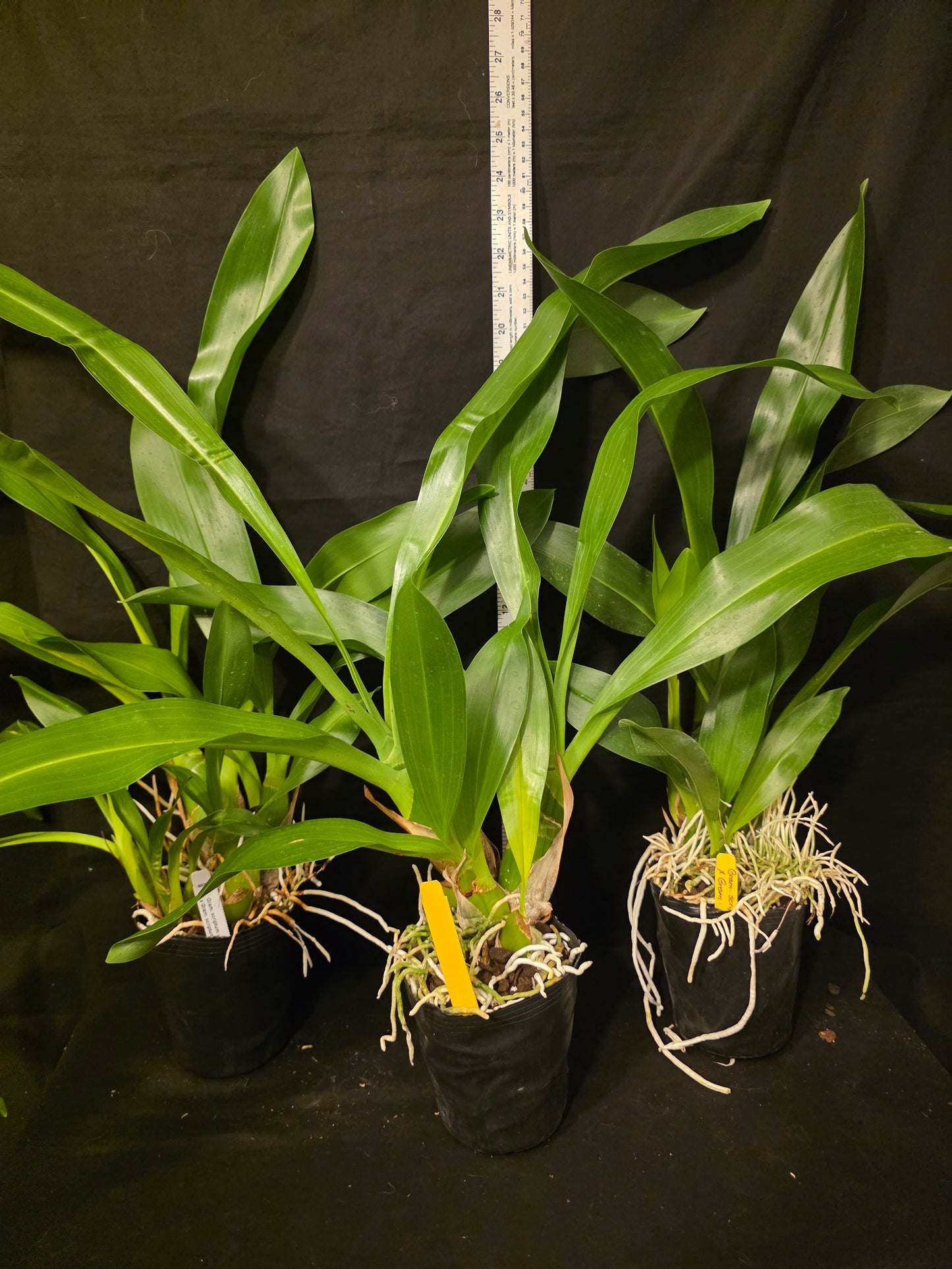 Gram scriptum v citrinum x compact. Blooming size Grammatophyllum orchid species
