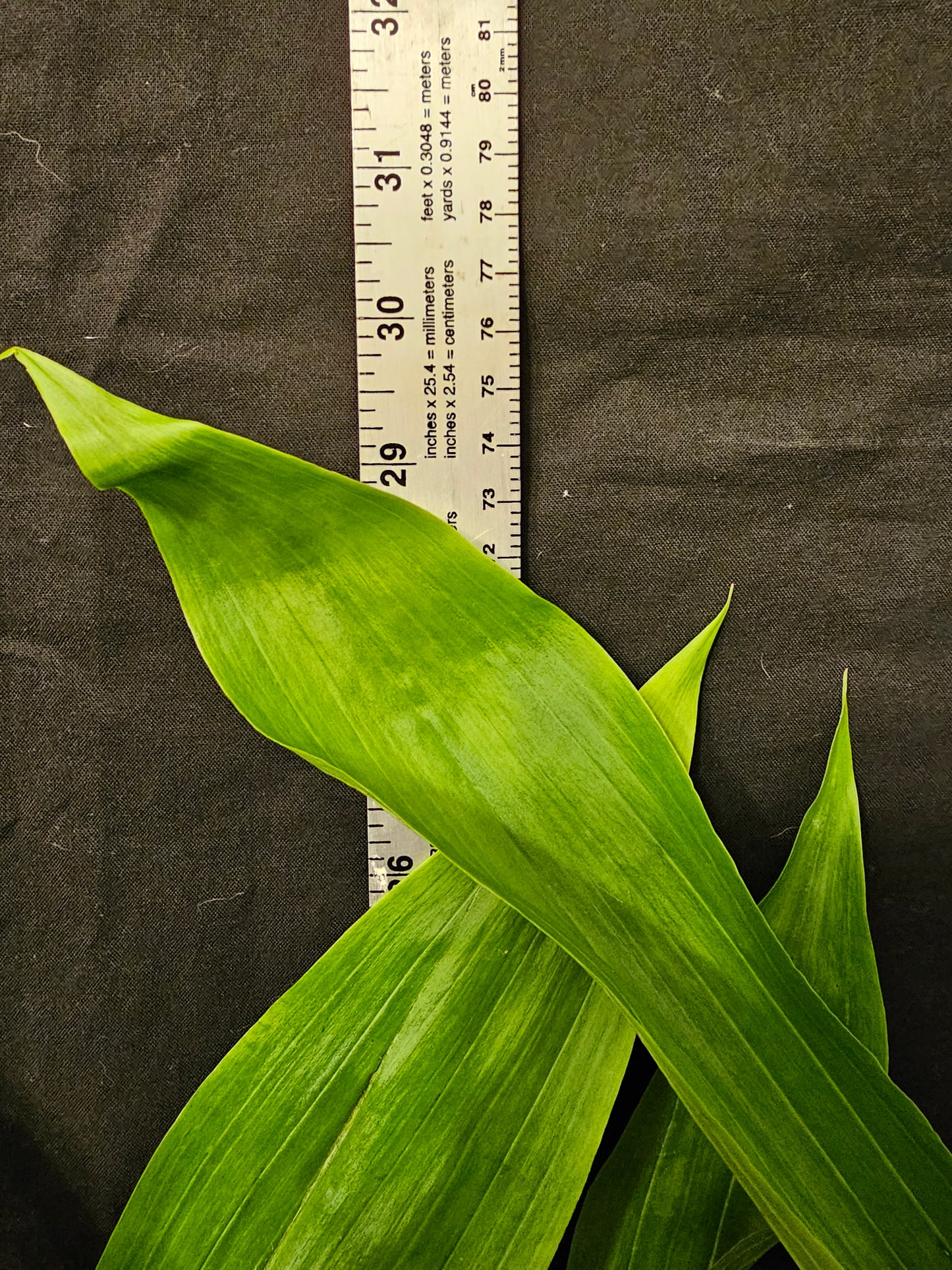 Cycnodes Taiwan Gold 'Orange' (Cycnoches chlorochilon × Mormodes badia)