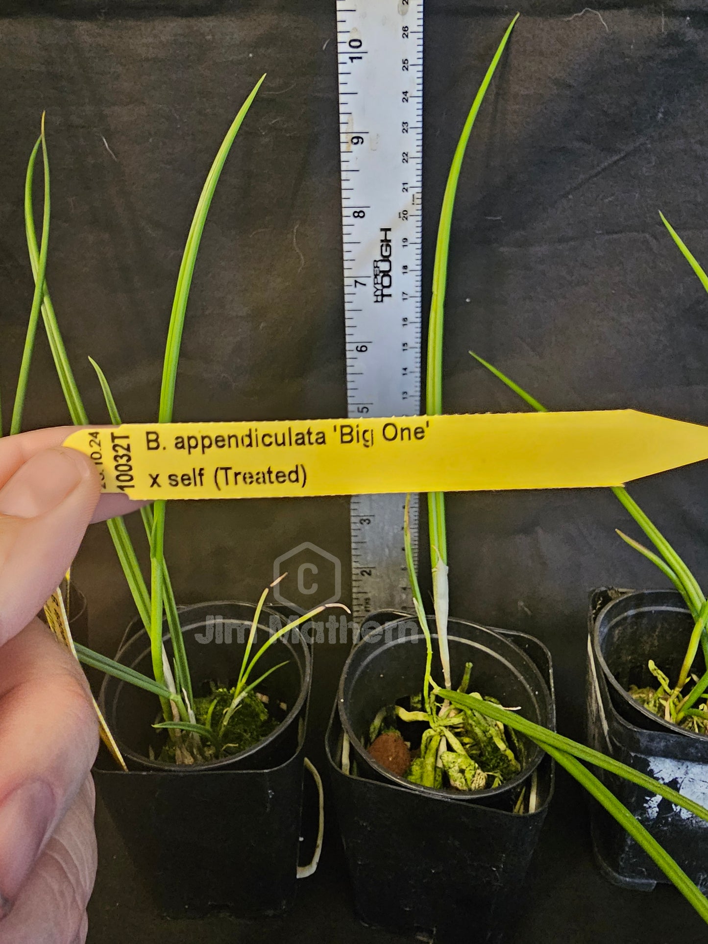 Brassavola appendiculata syn cucullata. Blooming size brassavola species. Treated for 4n