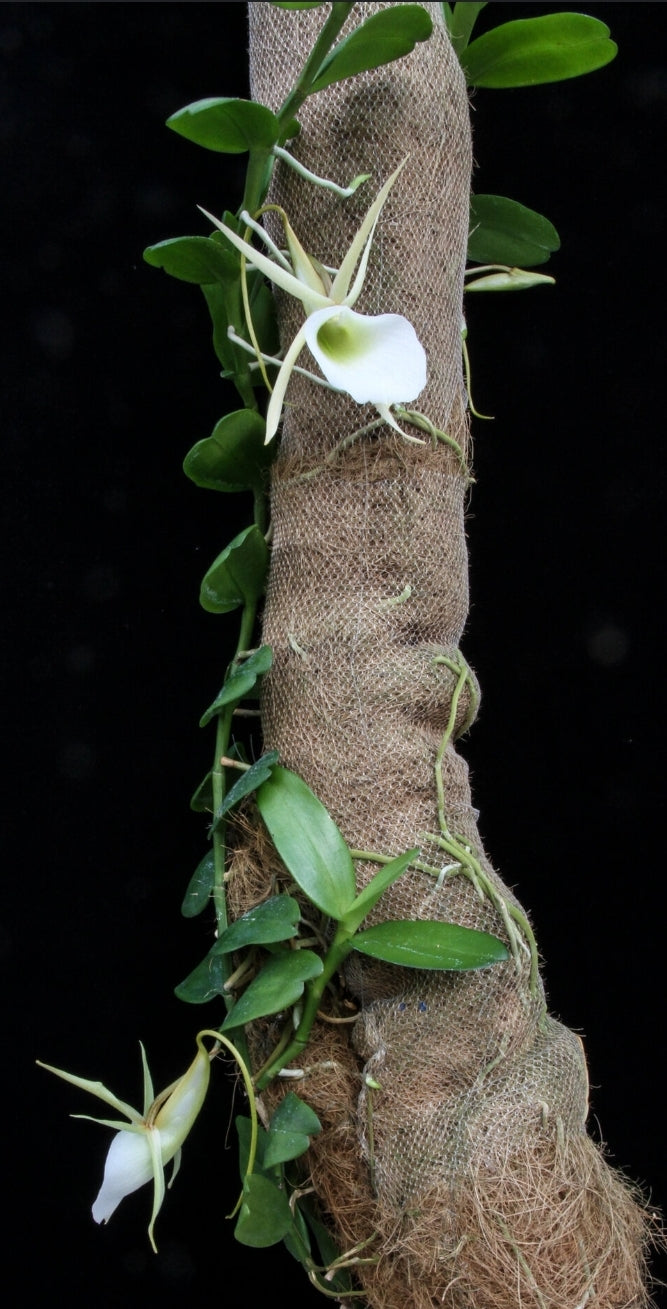 Angraecum infundibulaire non bloom size rare Angraecum orchid species. Large blooms