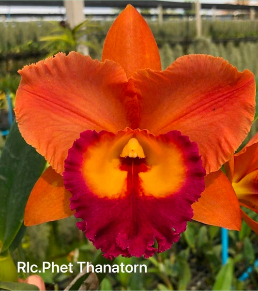 Rlc Phet Thanatorn near blooming size cattleya clones. Large fragrant blooms