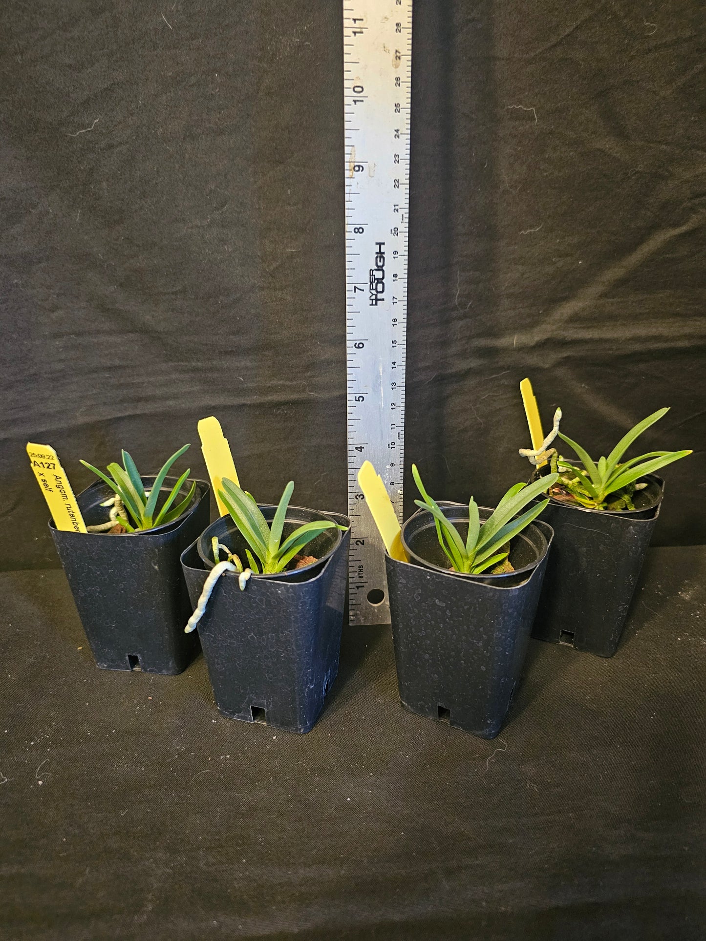 Angraecum rutenbergianum near blooming size miniature Angraecum orchid species. Fragrant.