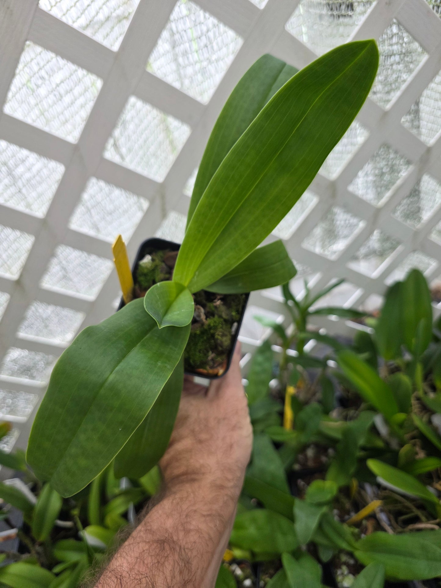 Paphiopedilum Pinocchio blooming size Paphiopedilum orchid hybrid. Unique beautiful blooms