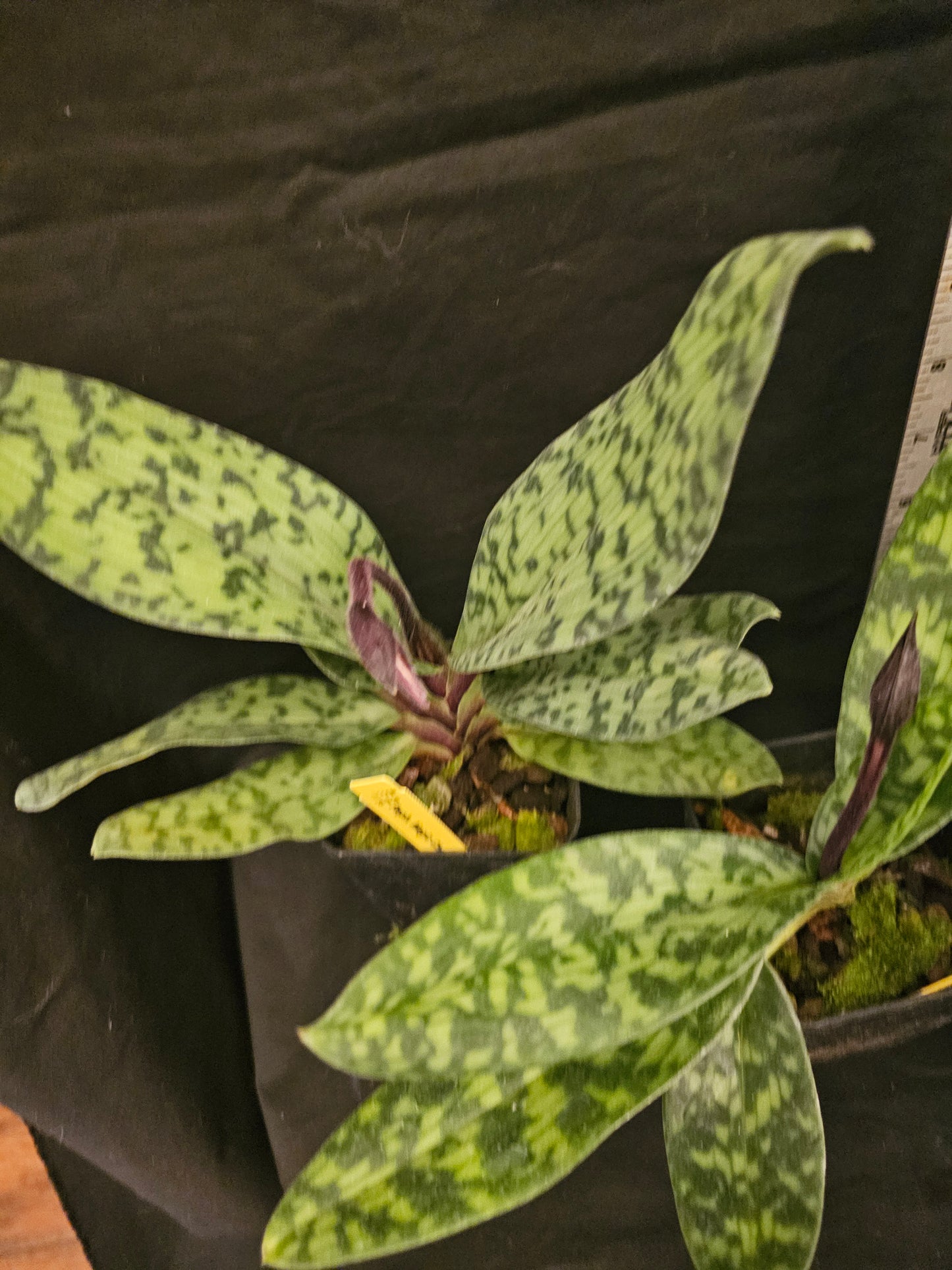 Paphiopedilum Magic Cherry in spike. Blooming size paphiopedilum hybrid. 2.5" pot