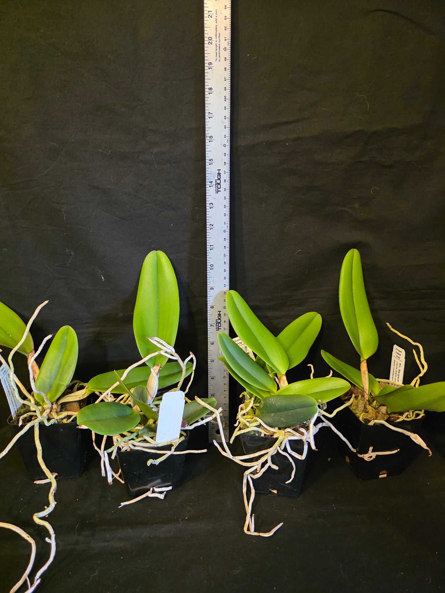 Rlc Bangkok City near blooming size cattleya orchid. Large fragrant blooms