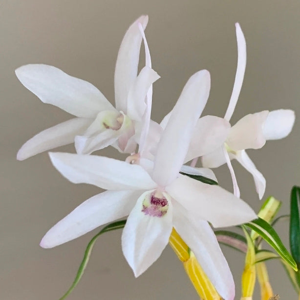 Dendroboum moniliforme variegated form. Blooming size miniature dendrobium orchid species. Rare form