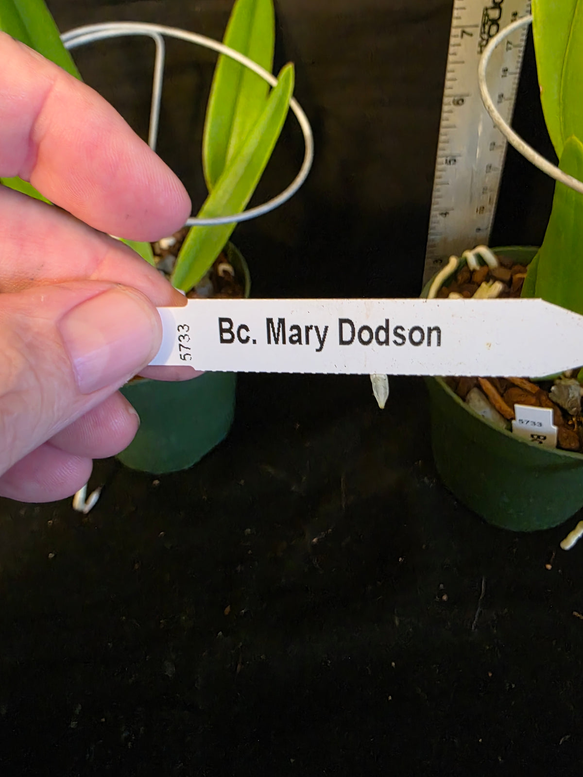 Bc Mary Dodson blooming size Brassavola orchid hybrid, seed grown fragrant