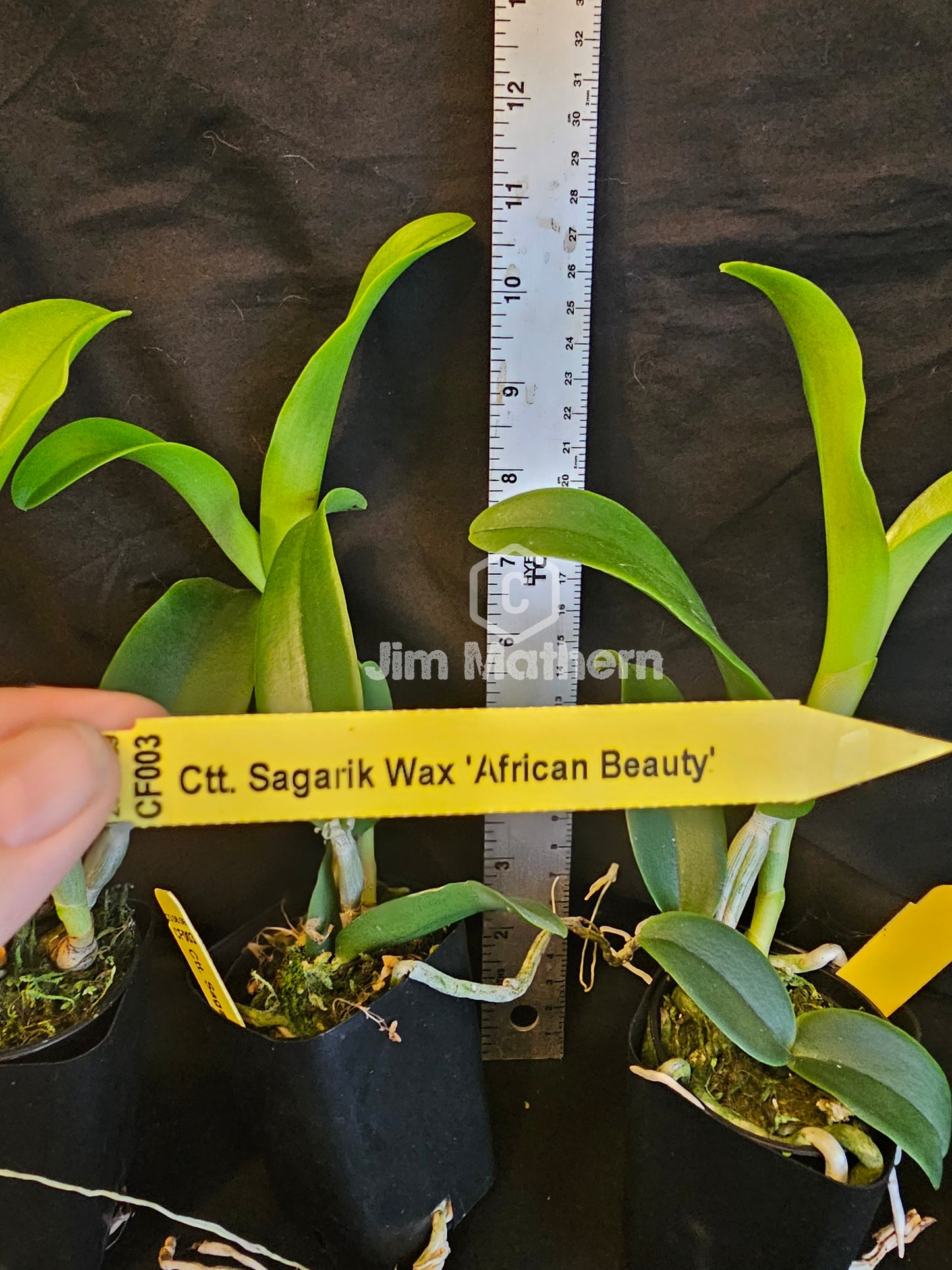 Ctt. Sagarik Wax 'African Beauty' near blooming size cattleya orchid clone. 2.5" pot fragrant