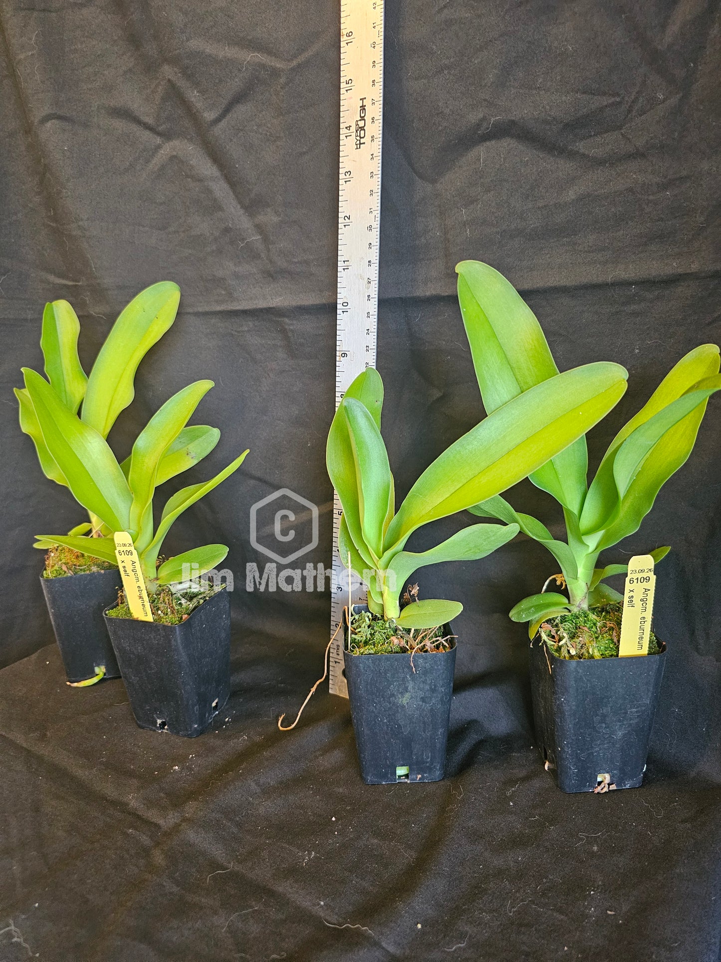 Angraecum eburneum. Angraecum species orchid. 3" pot