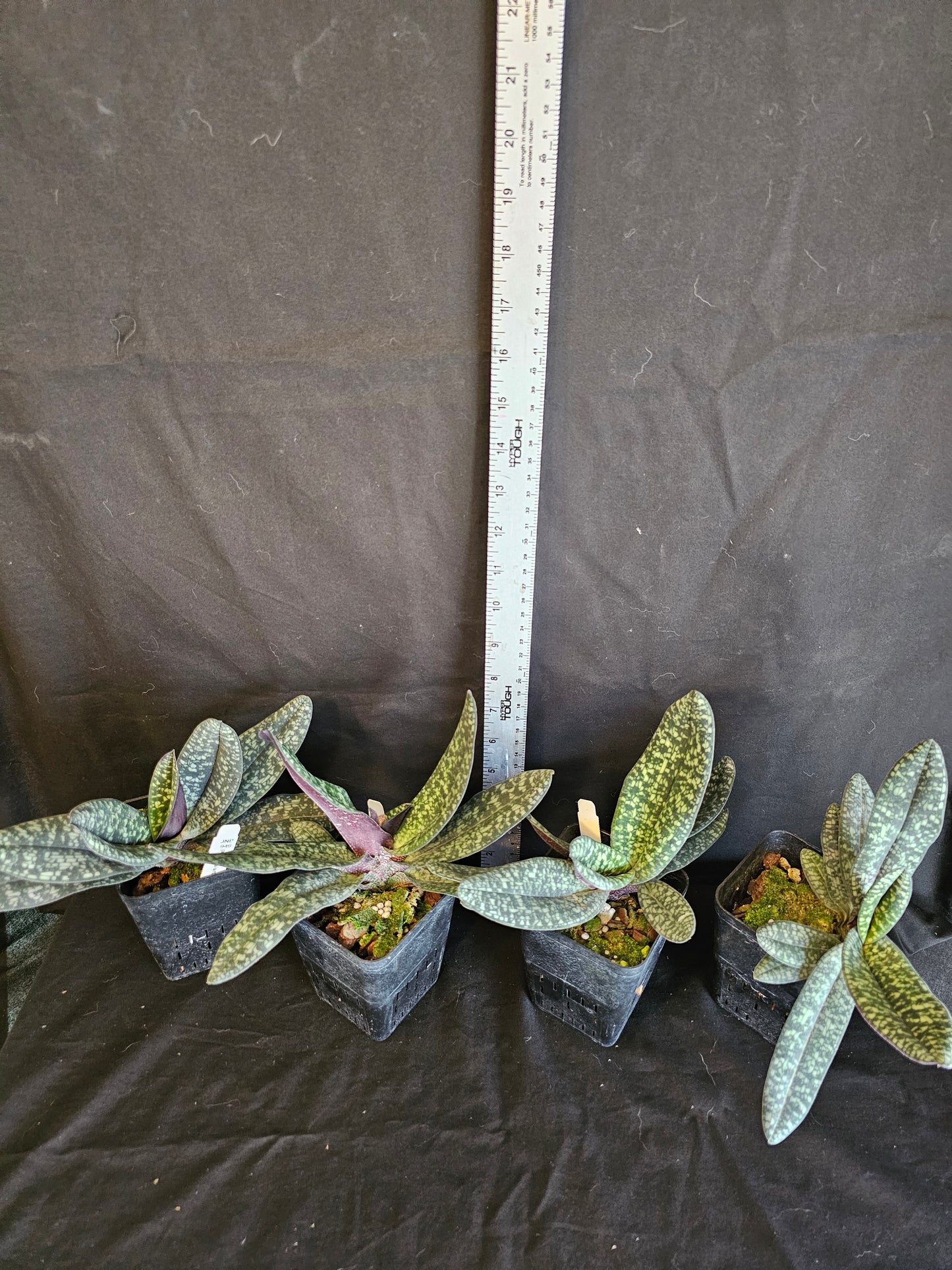 Paphiopedilum delenatii Typo x delenatii v dunkle