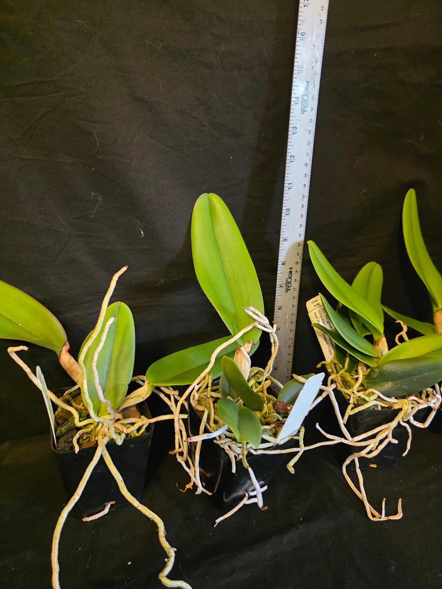 Rlc Bangkok City near blooming size cattleya orchid. Large fragrant blooms