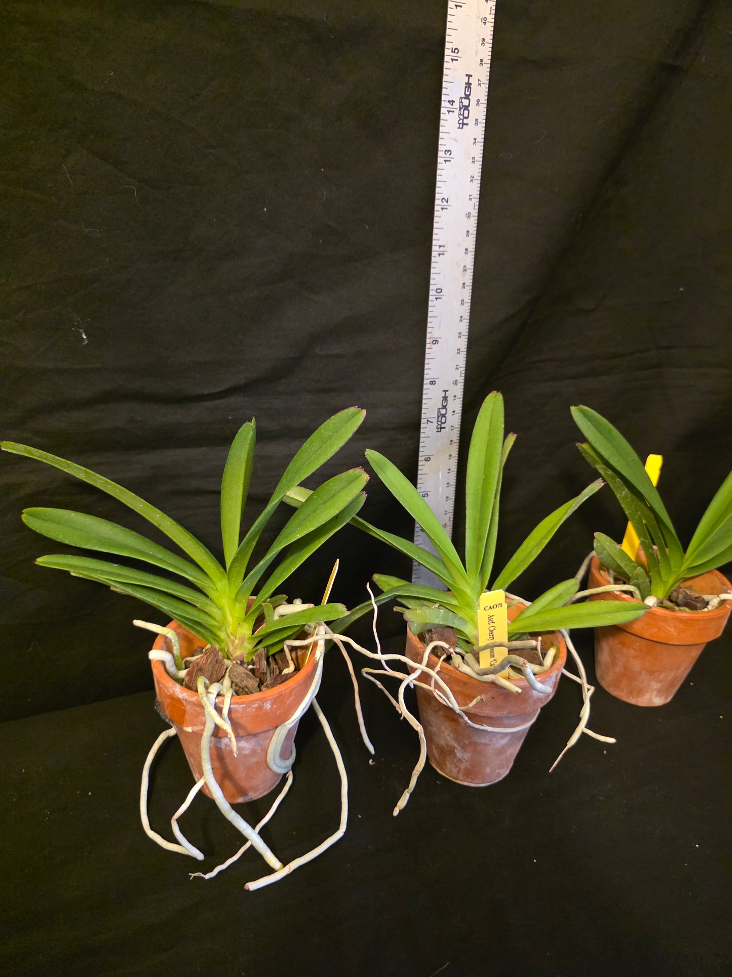 Ascofinetia Cherry Blossom 'Carmela' near blooming size miniature vanda clone, attractive pink blooms.