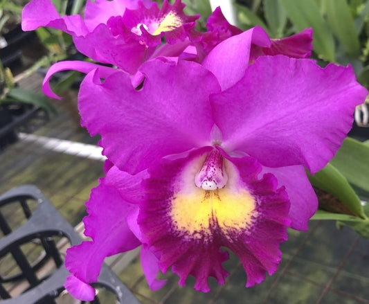 Chz. Hsinying Pink Doll 'Pink Doll' BM/TOGA. Near blooming size awarded cattleya clone.