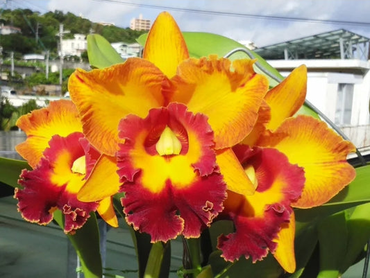 Rlc Jac Golden Peacock 'Tai Young' near blooming size cattleya orchid clone.