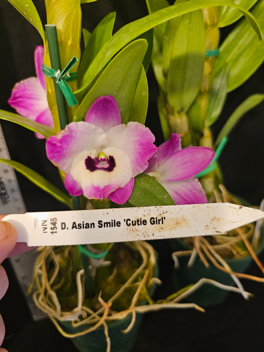 Dendrobium Asian Smile 'Cutie Girl' blooming size nobile Dendrobium Clone.