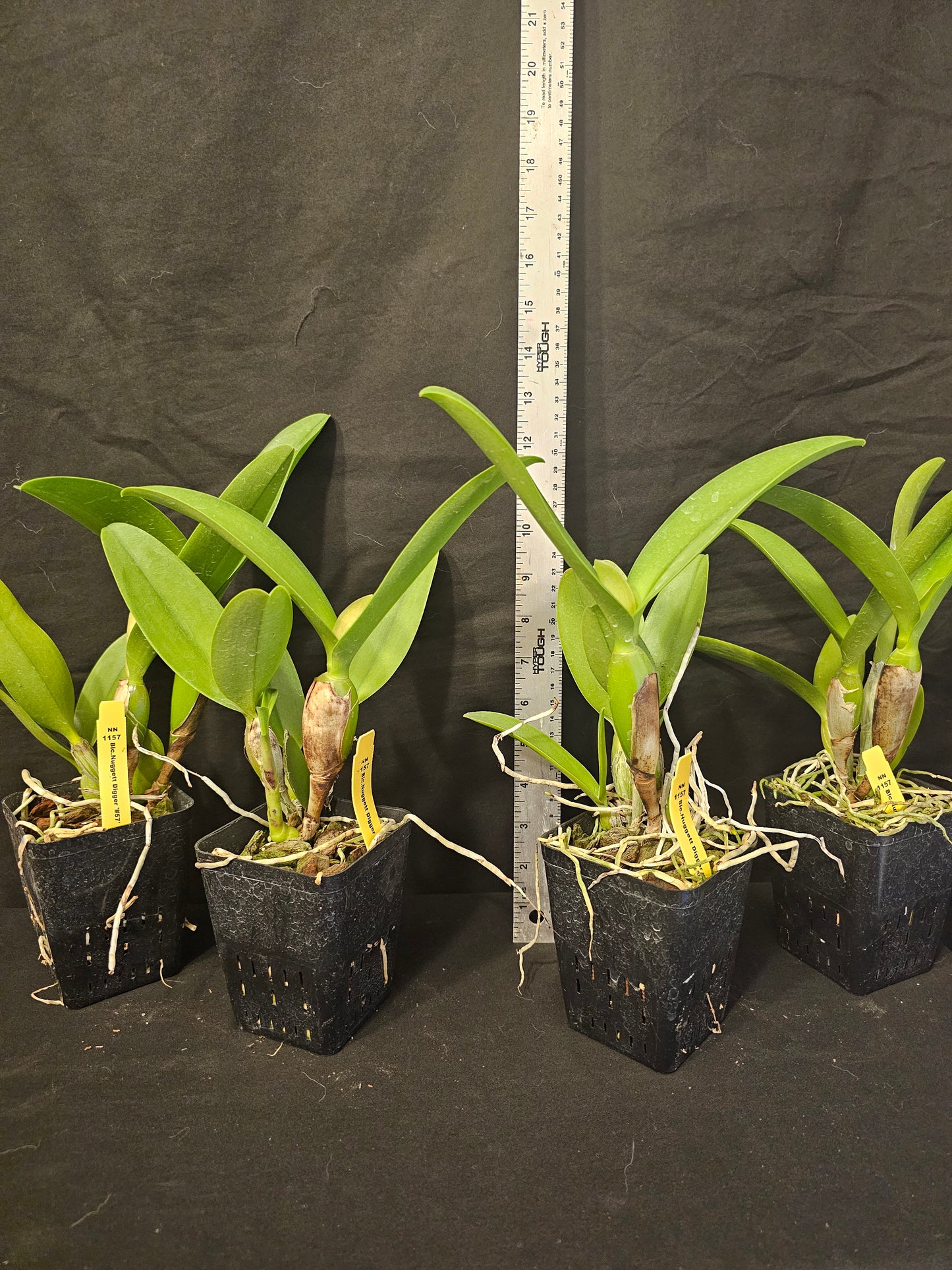 Rth Nuggett Digger '#57' blooming size cattleya orchid clone. Beautiful orange blooms